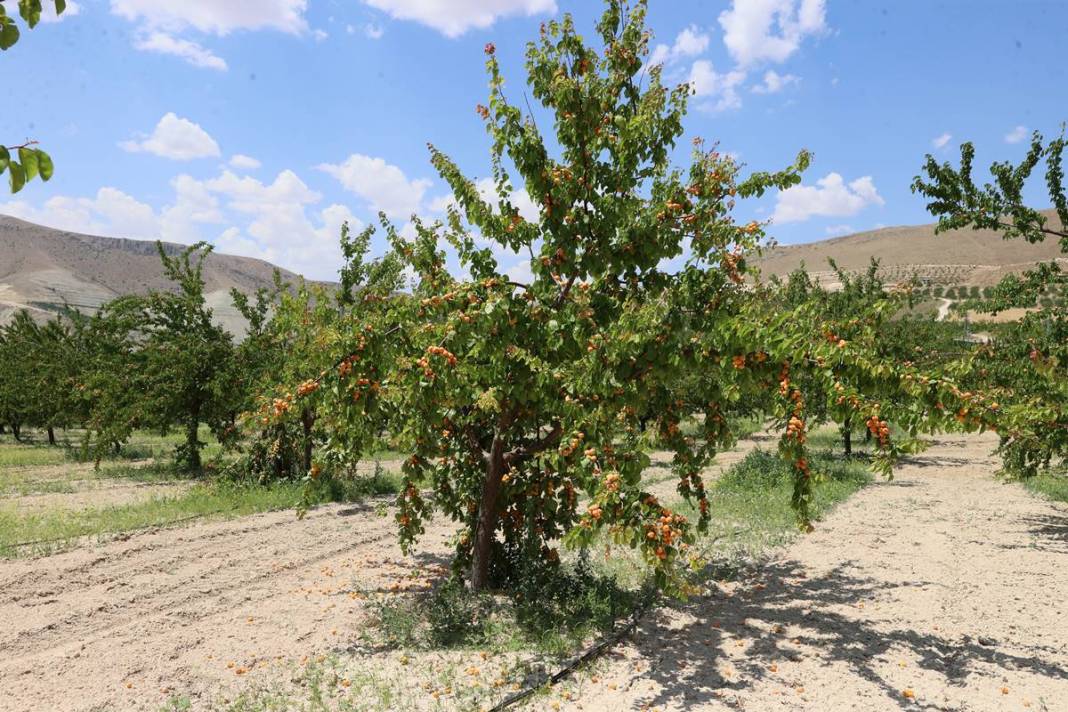 O kent için altın kadar değerli: Hasat başladı, rekolte arttı! Valilik yüzlerce fide dağıtıyor 1